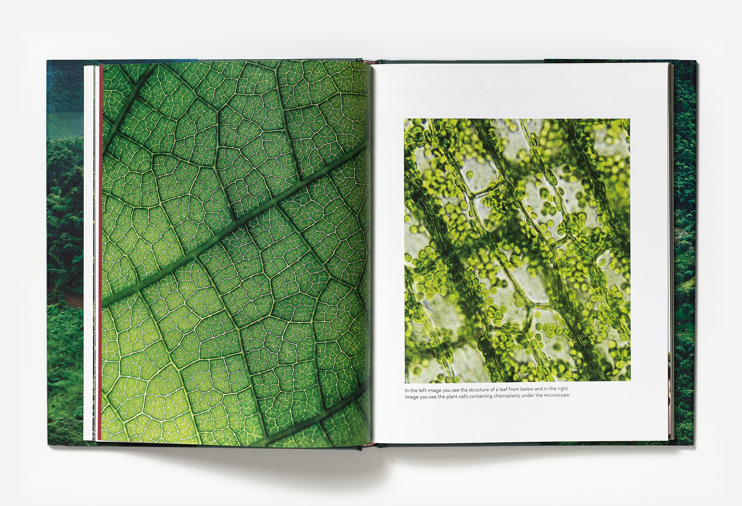Coffee from Seed to Harvest double sample page with images 