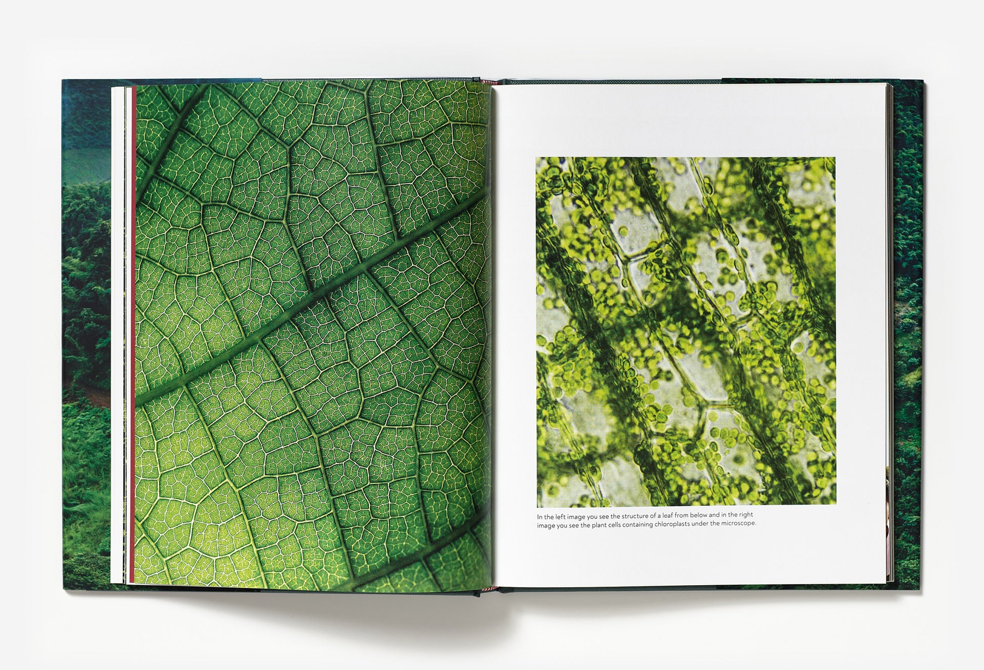 Coffee from Seed to Harvest double sample page with images 
