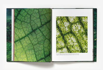 Coffee from Seed to Harvest double sample page with images 